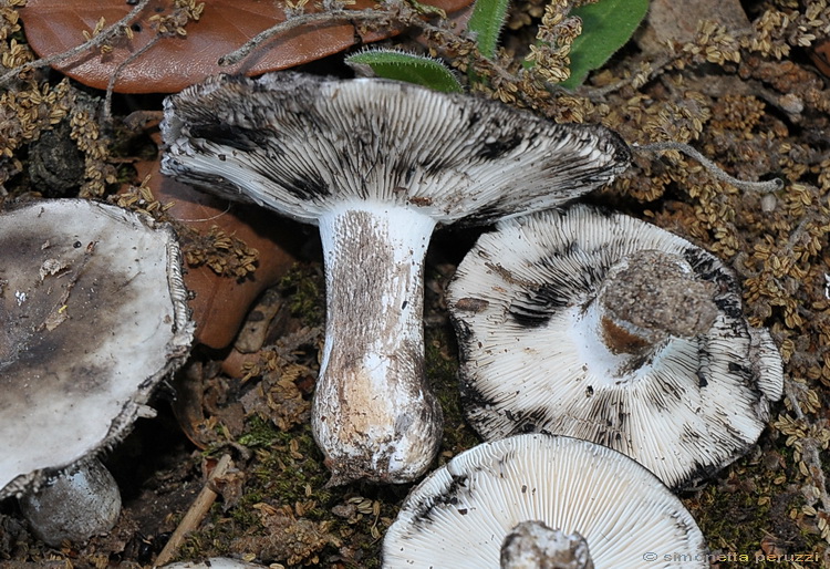 Una particolare Russula...(cfr. Russula atramentosa)